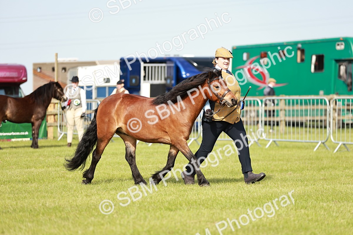 SBM_00618 - Class 14-23 - Mountain & Moorland In Hand Non Welsh