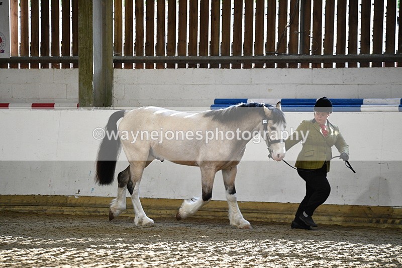 WJ5_3446 - Class 1 Youngstock