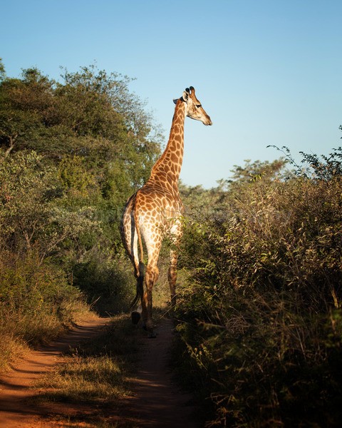 Africa-206 - African Wildlife