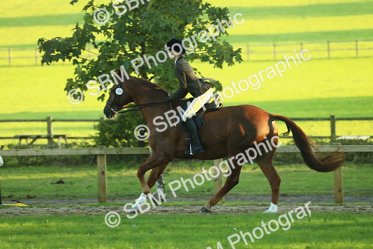 SBM_56464 - S14 - Riding Club Horse