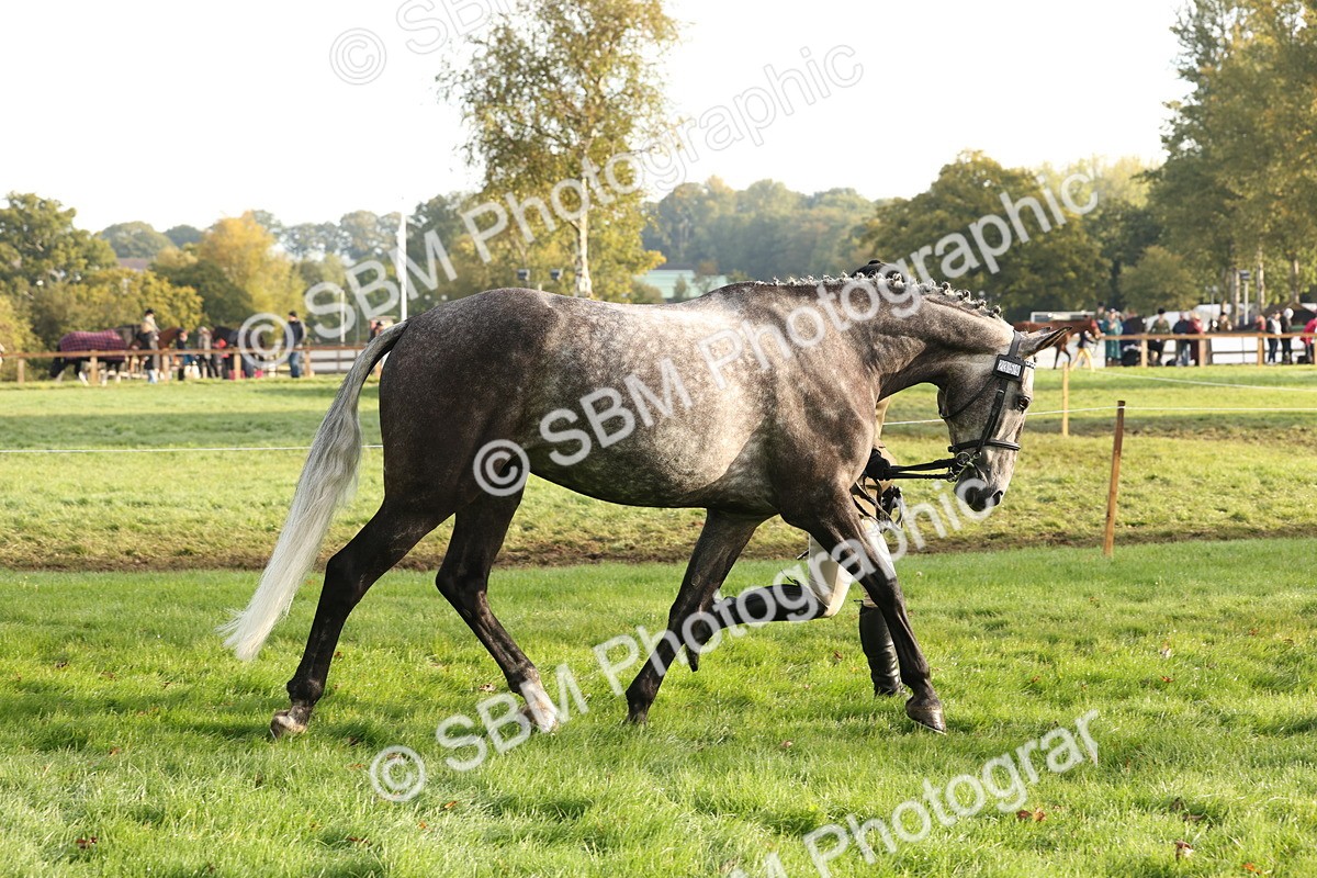SBM_54962 - S52 - Riding Horse & Hack & thoroughbred In Hand