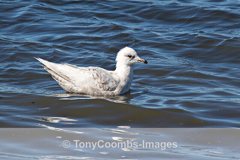 Iceland Gull - Iceland
