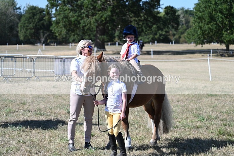 WJ7_1628 - Class 42 Most Handsome Gelding
