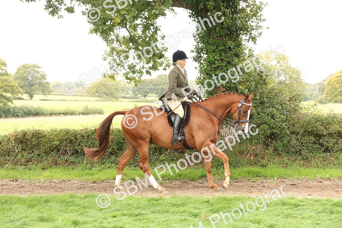 SBM_64206 - S65 - Riding Horse & Hack & Thoroughbred Ridden
