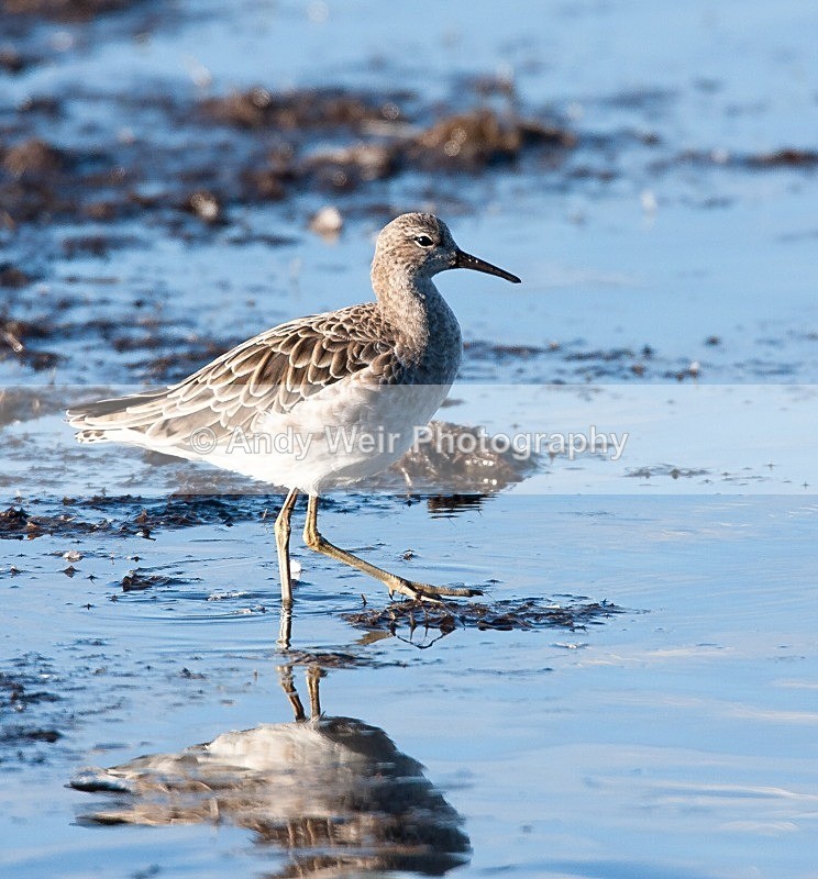 20081128-IMG_0828 097 - Ruff
