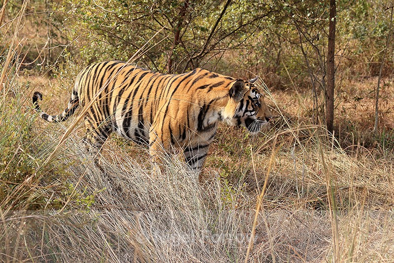 Tiger side view, Panna Reserve, Madhyra Pradesh, India - Tiger
