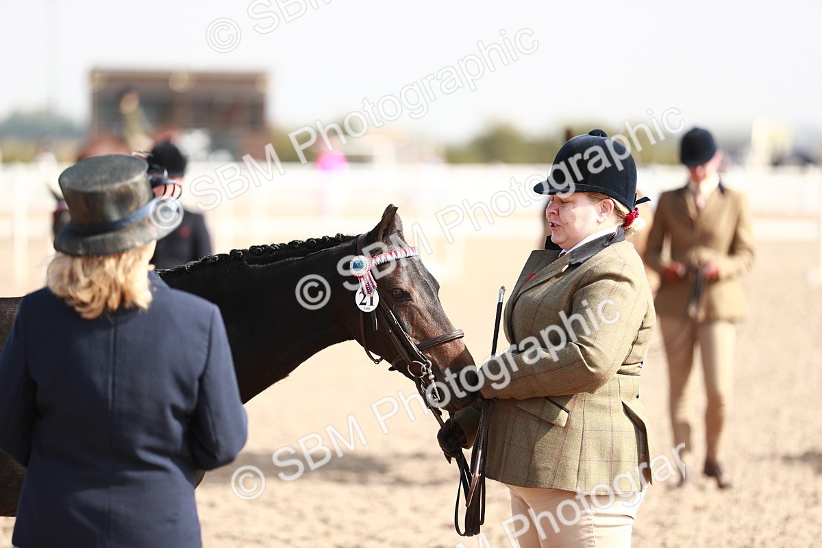 SBM_11111 - Class 205 IH Show Pony/ Show Hunter Pony