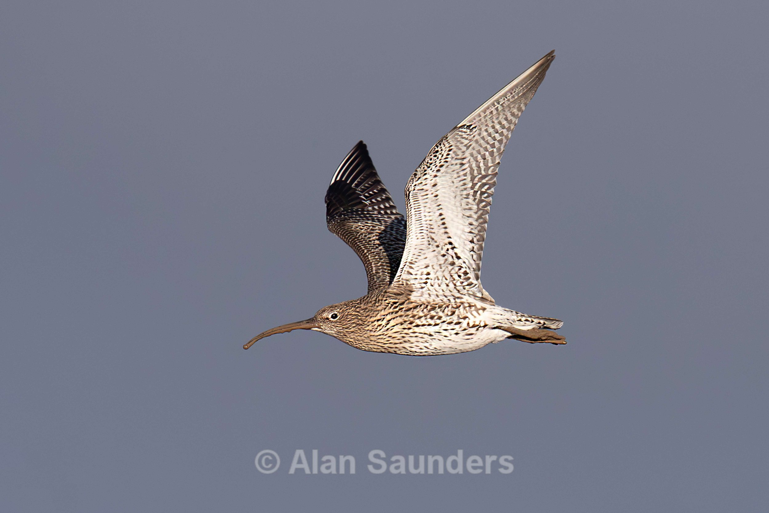Eurasian Curlew 39