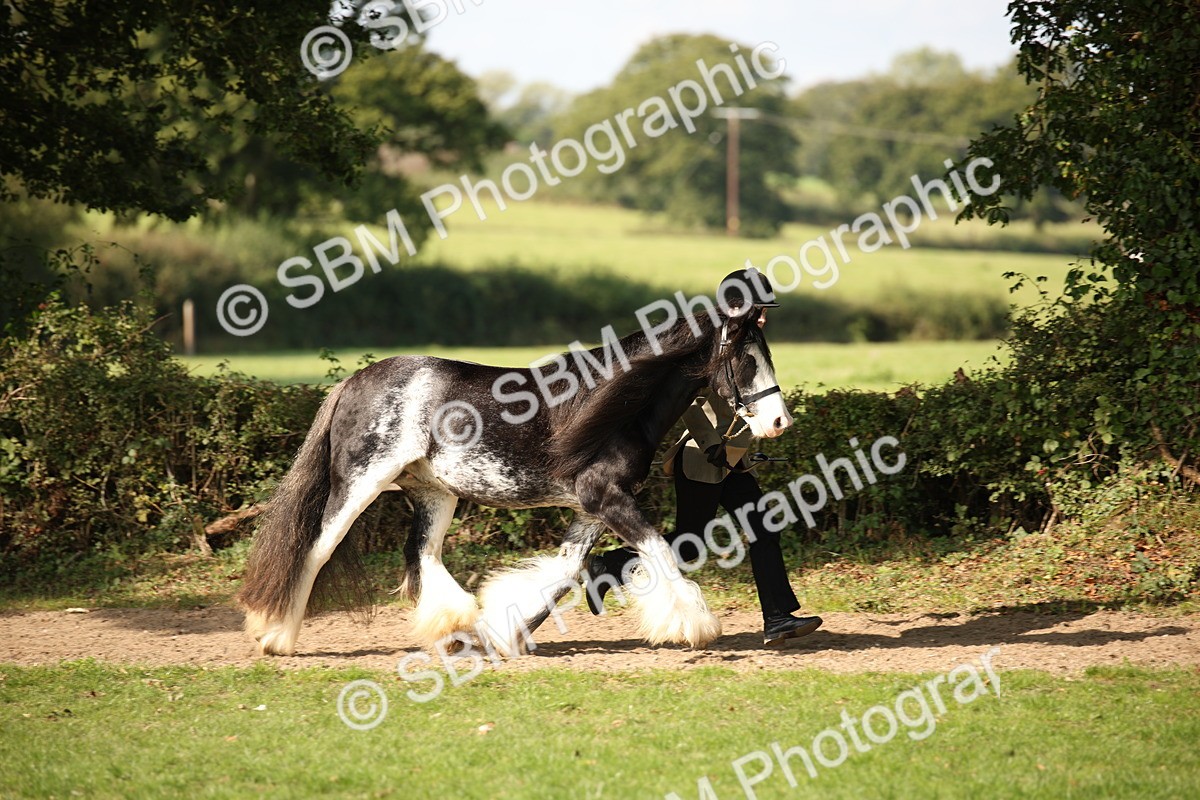 SBM_62185 - S55 - Traditional Cob In Hand