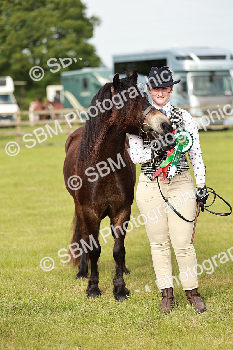 SBM_00410 - Class 14-23 - Mountain & Moorland In Hand Non Welsh