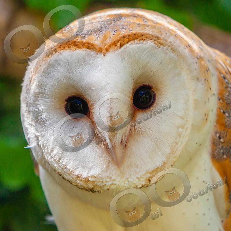 barn owl tyto alba-1278 - Owls of the World