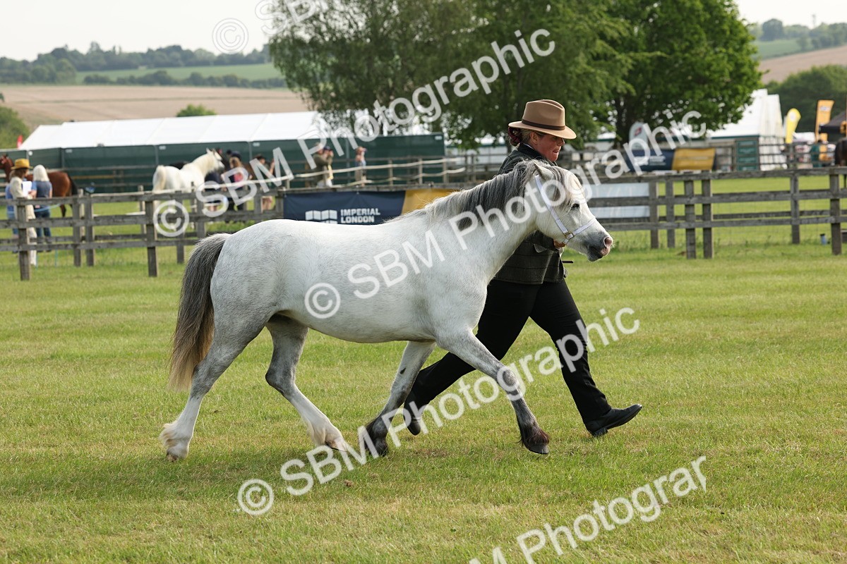 SBM_00563 - Class 6-13 - Mountatin and Moorland In Hand Welsh Breeds