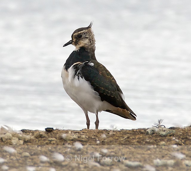 Lapwing (juvenile) at Otmoor's northern lagoon - Lapwing