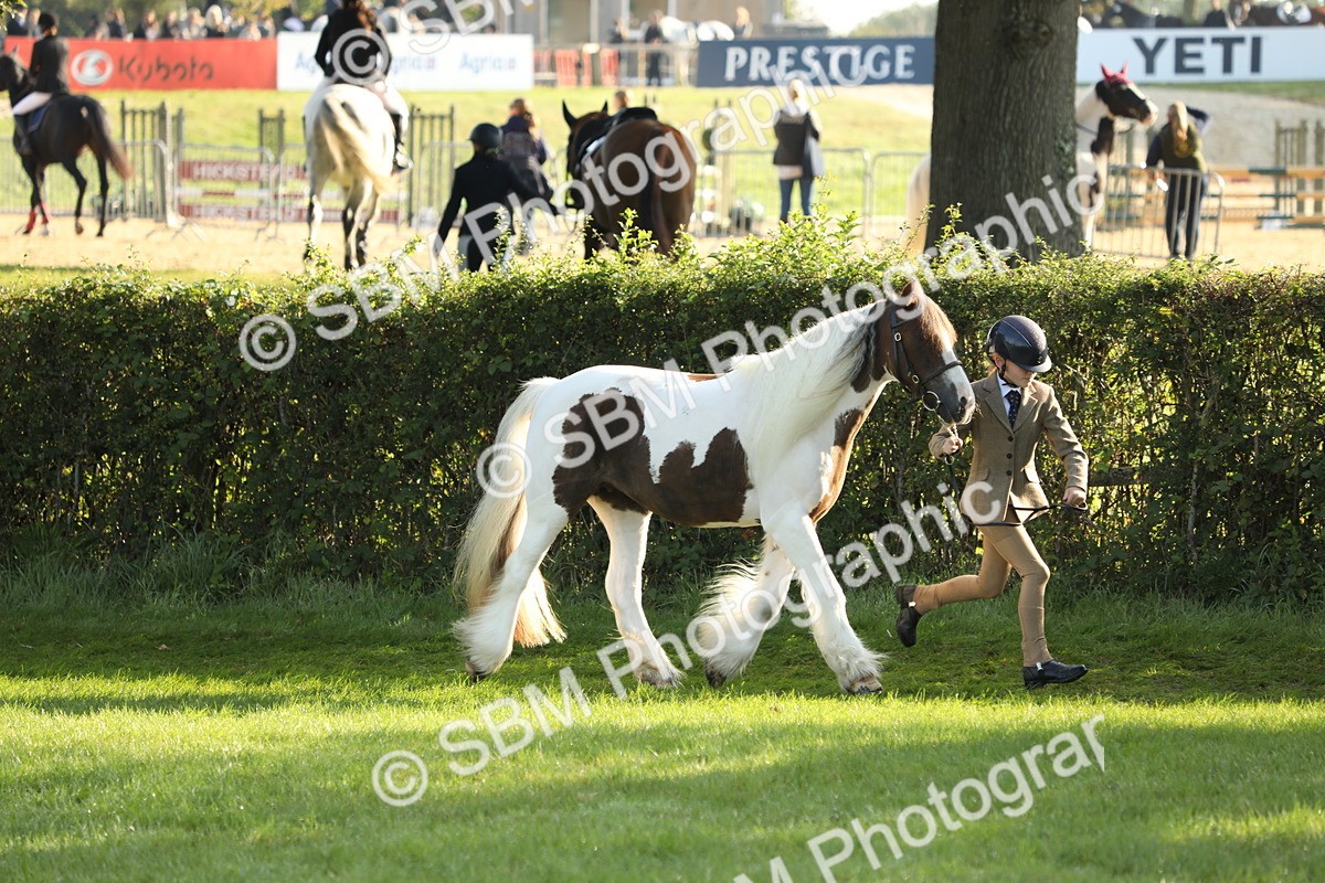 SBM_60852 - S43 - Coloured Pony In Hand