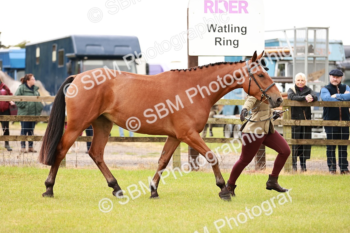 SBM_00760 - Class 26-30 Sport Horse In Hand