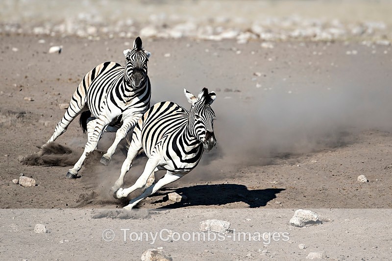 Burchills Zebra  (chase) - Etosha National Park ~ Mammals