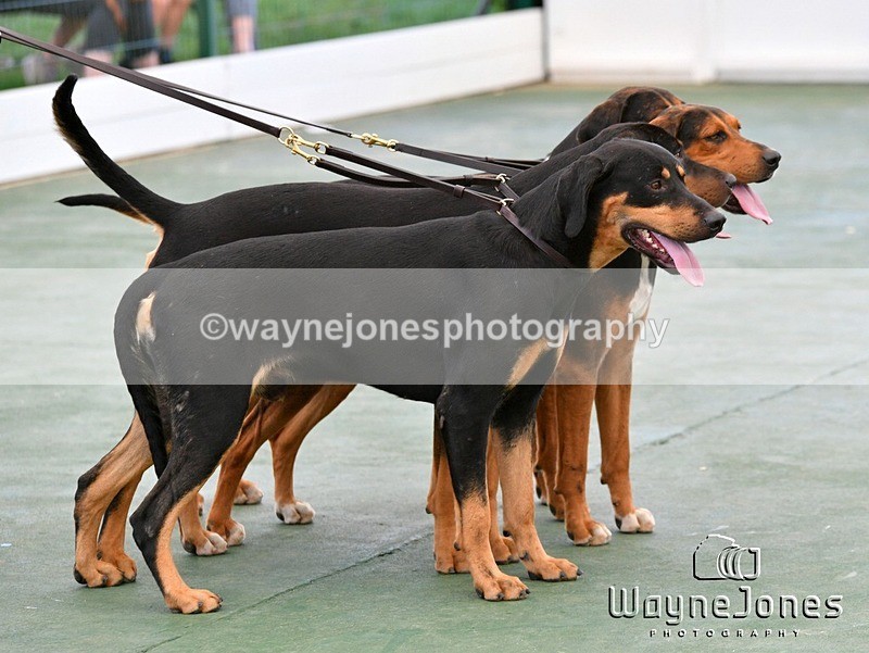 WJ5_0842 - Berks & Bucks at the Great Yorkshire Show 2025