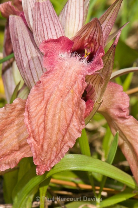 Scarce Serapias (Serapias neglecta) - Orchids - Serapias