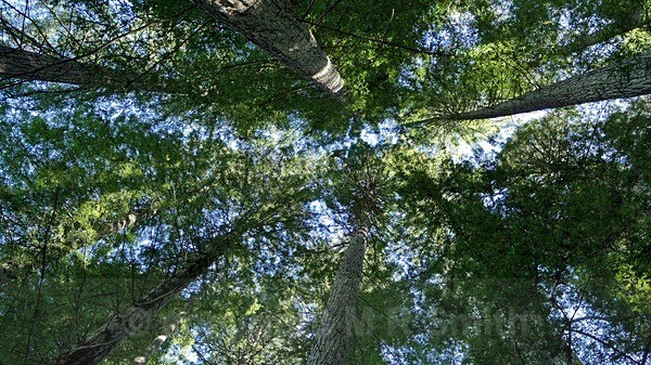 Canopies - LANDSCAPES & TREES