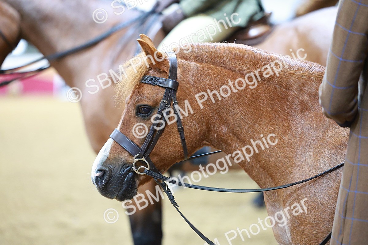 SBM_09483 - Class 102 - HOYS Veteran Qualifier - Ridden Veteran