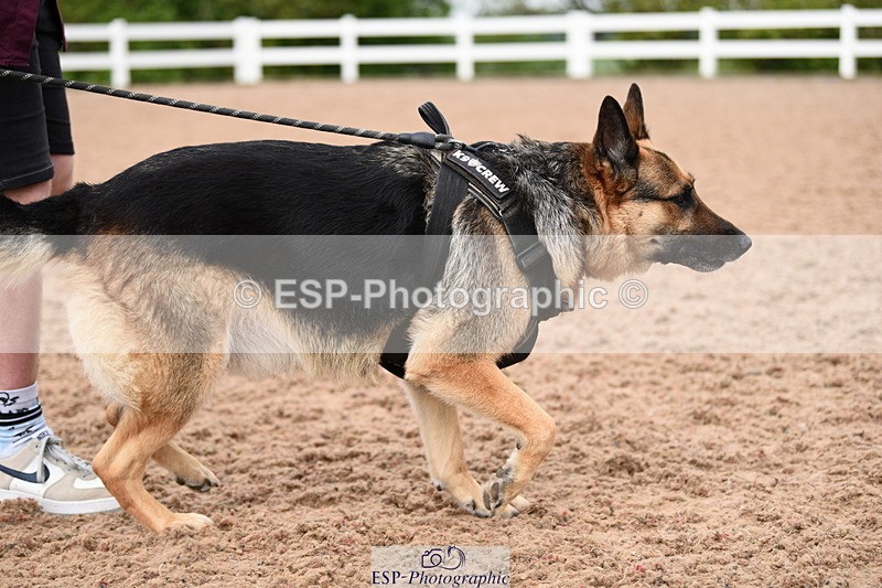 240518A-121046-01116 - Cls 3 Handsomest Dog