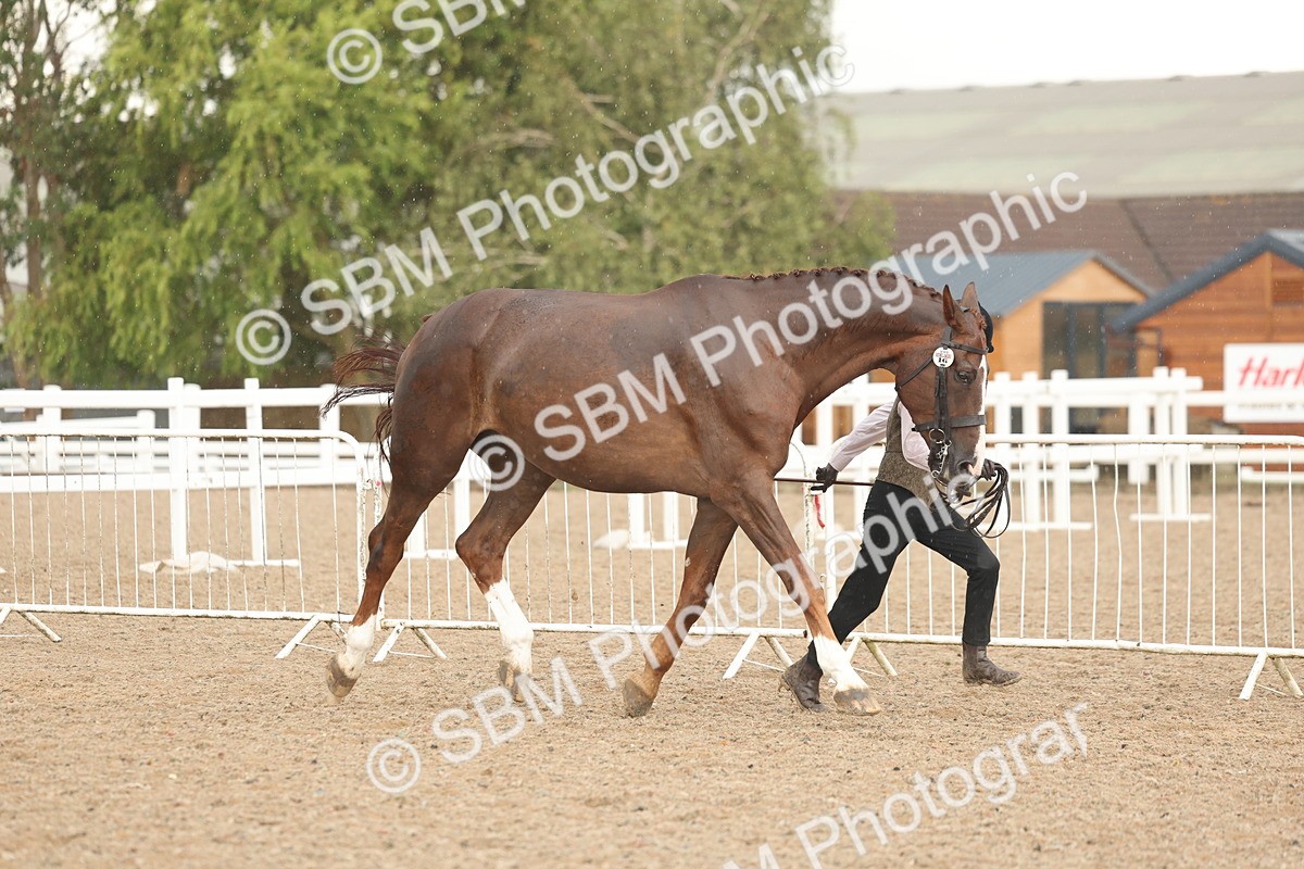SBM_07721 - Class 27 - IH Competition Horse/Pony