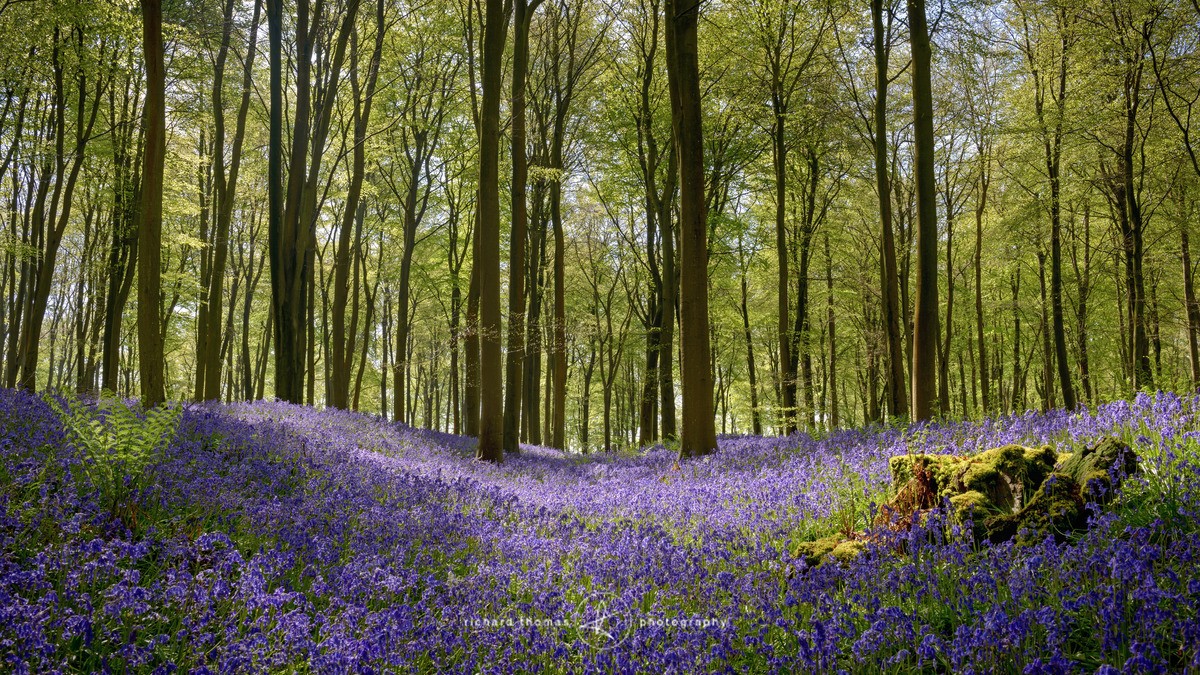 stars hollow bluebell stars hollow bluebell