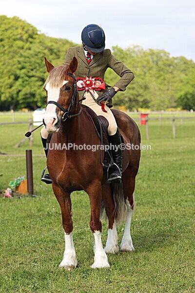 IMG_4913 - Working Hunter