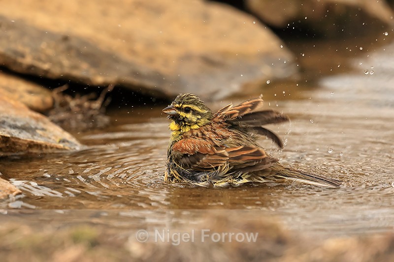 Cirl Bunting bathing in pool, Claret, Spain - Cirl Bunting