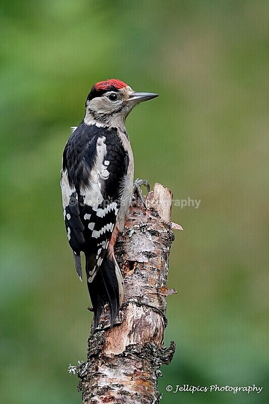  - Wildlife and Nature