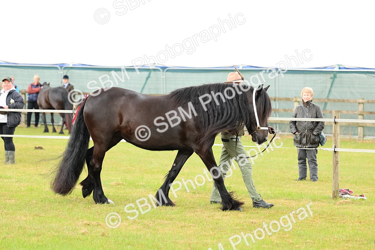 SBM_00494 - Class 58-67 - M&M Non Welsh Pony In hand