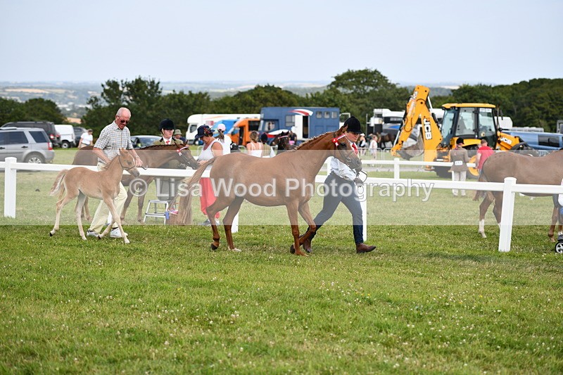 DSC_8636 - Classes 70 and 71: NPS Show Pony Brrod Mare and Foal