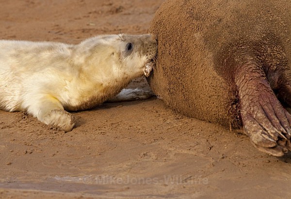 Grey Seal pup 5-7 hours old - GREY SEALS & PUPS GALLERY