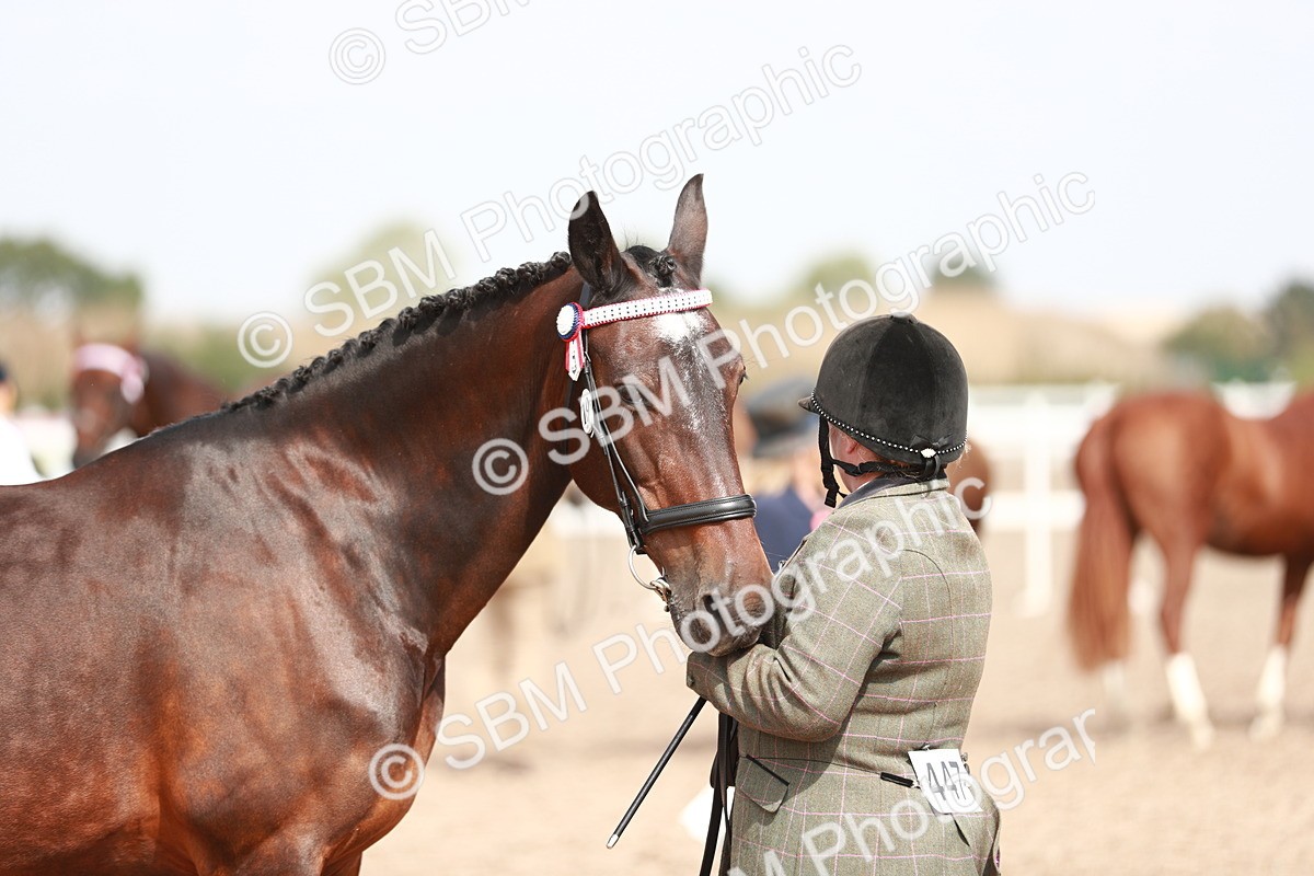 SBM_13290 - Class 208 IH Veteran Horse