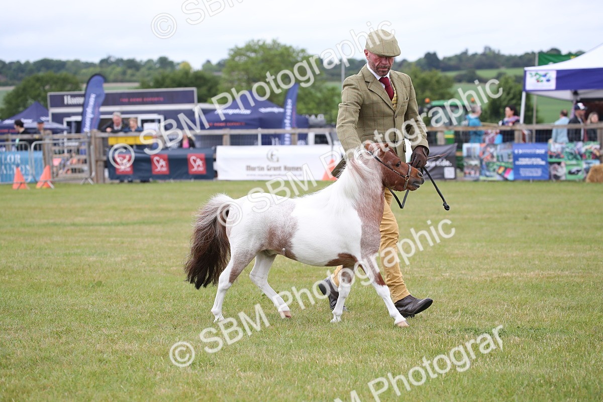 SBM_03778 - Class 23-25 - British Miniature Horse of the Year