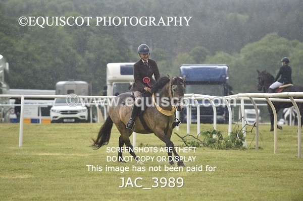 JAC_3989 - 55cm WORKING HUNTER