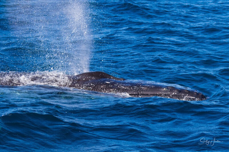 Labour humpback 3 - Humpback Whales