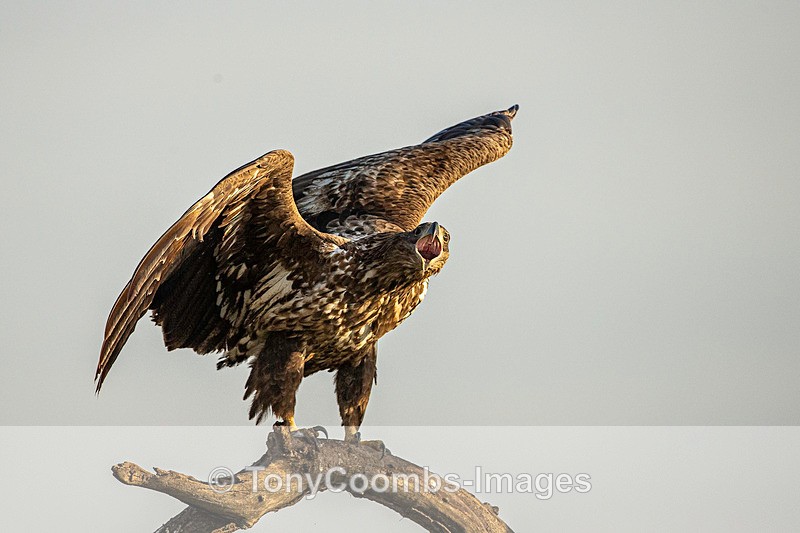White-tailed Eagle  (2nd winter) - Eagle Hides