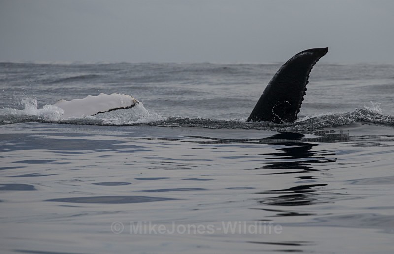Humpback Whale, Pico Island, Azores - WHALES & DOLPHINS ( PICO, AZORES MAY 2013 & 2014 )