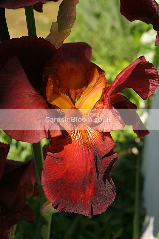 Iris 1060 - IRISES