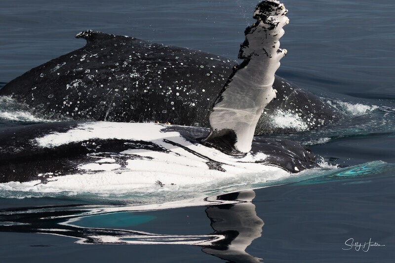 0A3A6597. Pectal Slap Reflection 5 - 2023 Whale Photos