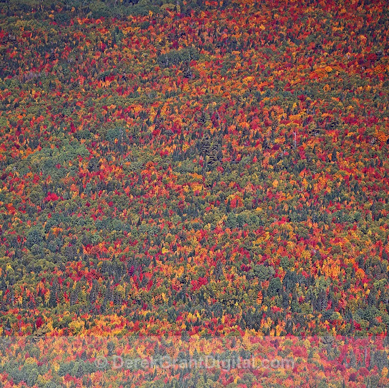 El Fuego!  New Brunswick Canada Autumn Foliage - Autumn Foliage