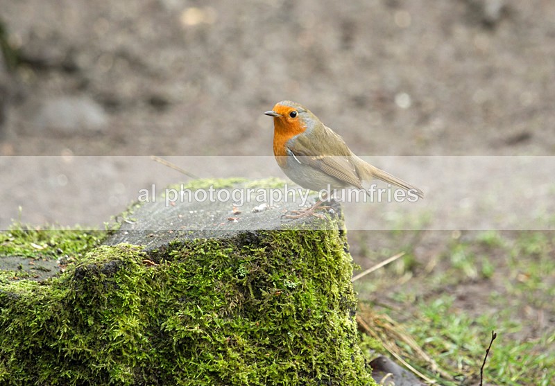  - Eskrigg Nature Reserve Lockerbie