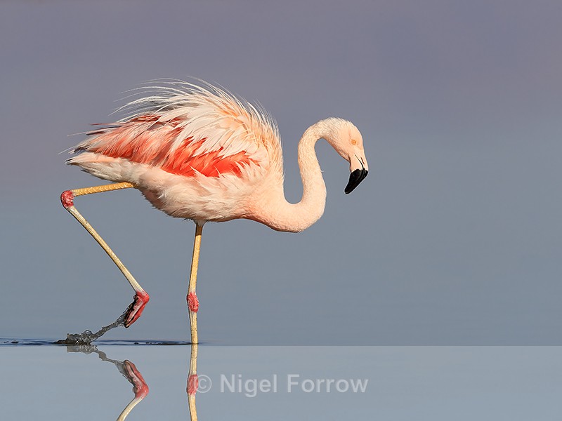 Chilean Flamingo ruffled feathers wading, Laguna Chaxas, Chile - Chilean Flamingo