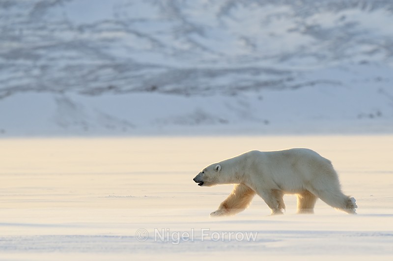 Polar Bear (male) backlit, Svalbard, Norway - Polar Bear