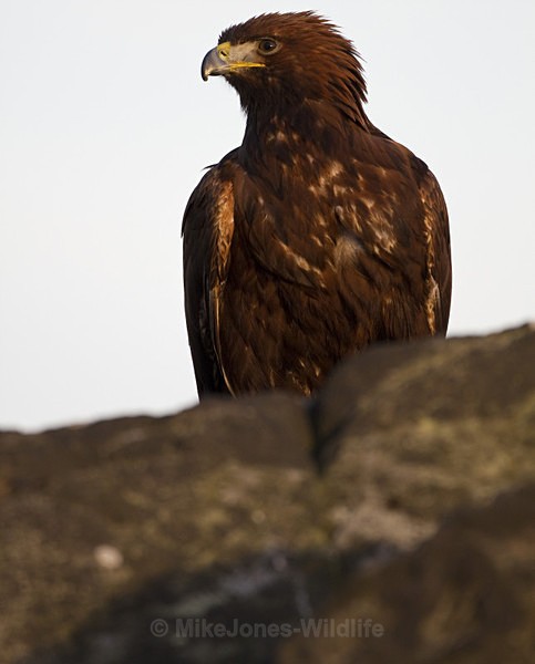 GOLDEN EAGLE - GOLDEN EAGLES