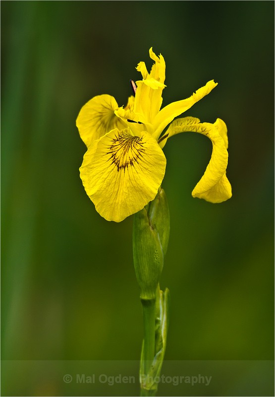 Yellow flag - Flora & Fauna