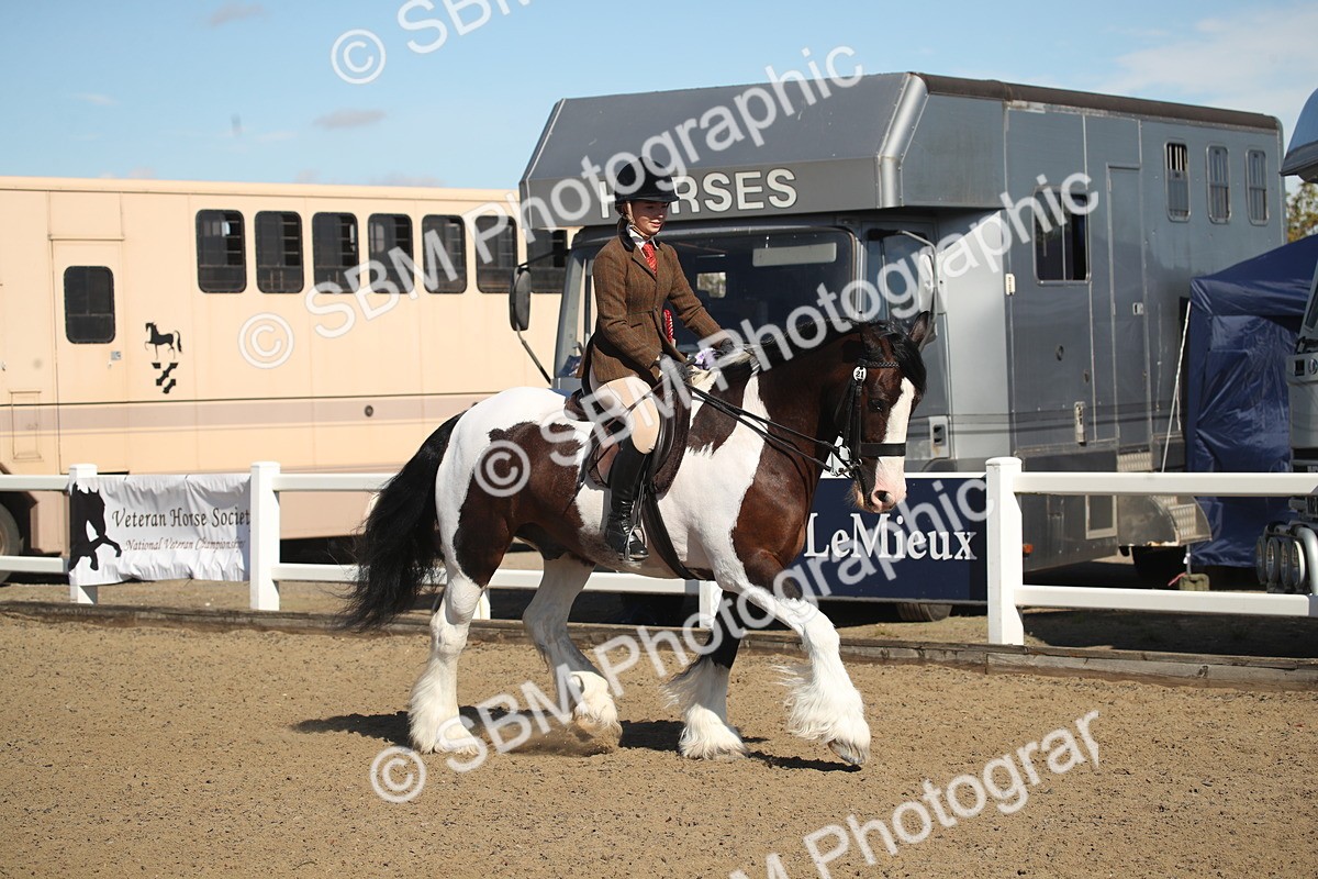 SBM_12793 - Class 504b - Junior Working Veteran - 40cm (20+)