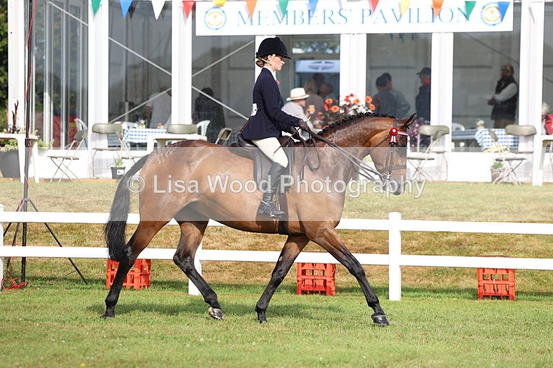 3E7A8155 - Class 2: Rising Star Large Hack/Riding Horse