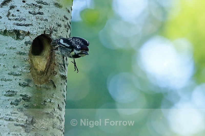 Yellow-bellied Sapsucker (female) flying from nest hole, Minnesota - Yellow-bellied Sapsucker